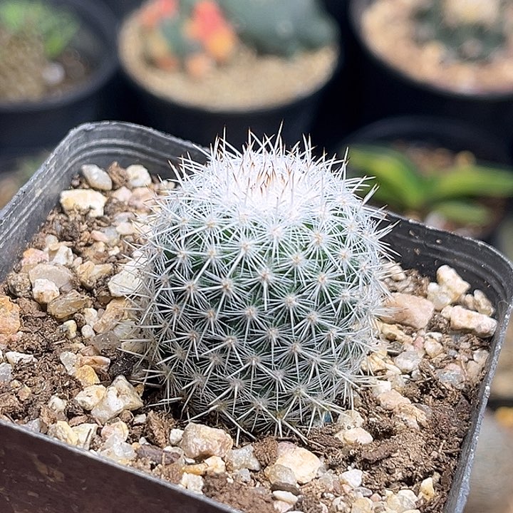 日系敷岛丸实生球2.8公分