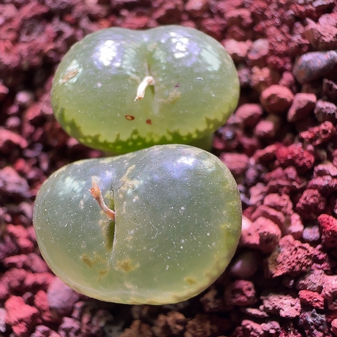 开播啦。            184