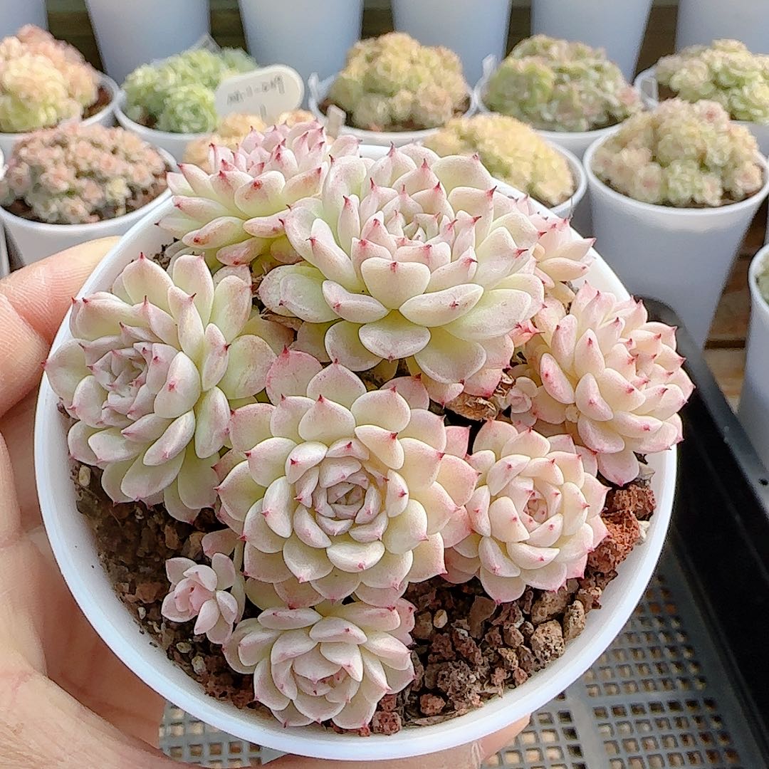 1127-56（小魔仙优选）