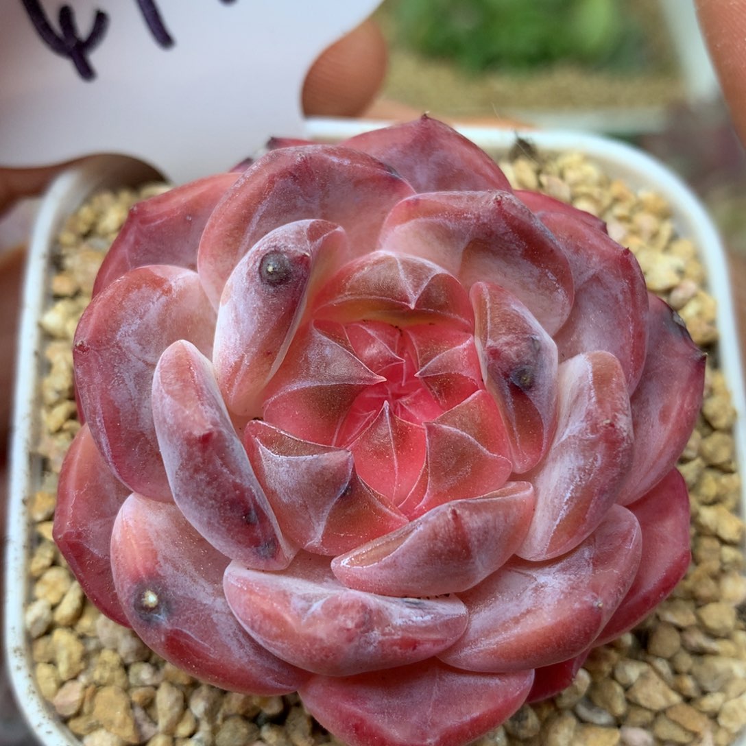 透心暗纹冰魄单头4770