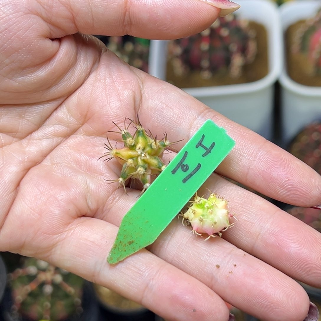 L*猛泰系侧芽2个H101