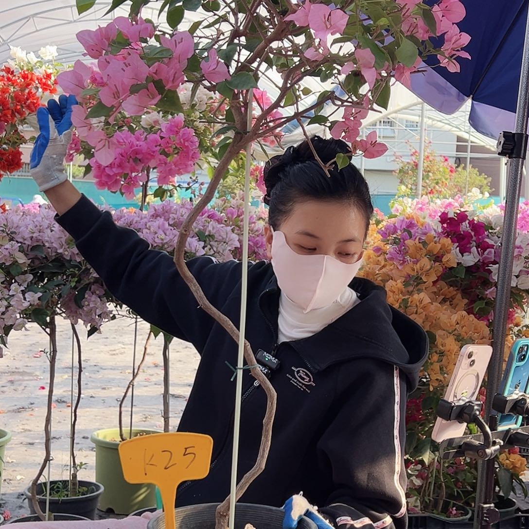 平***生大部分花苞少量开放K25橙粉公主