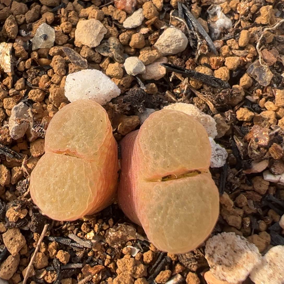 63多肉植物百科知识