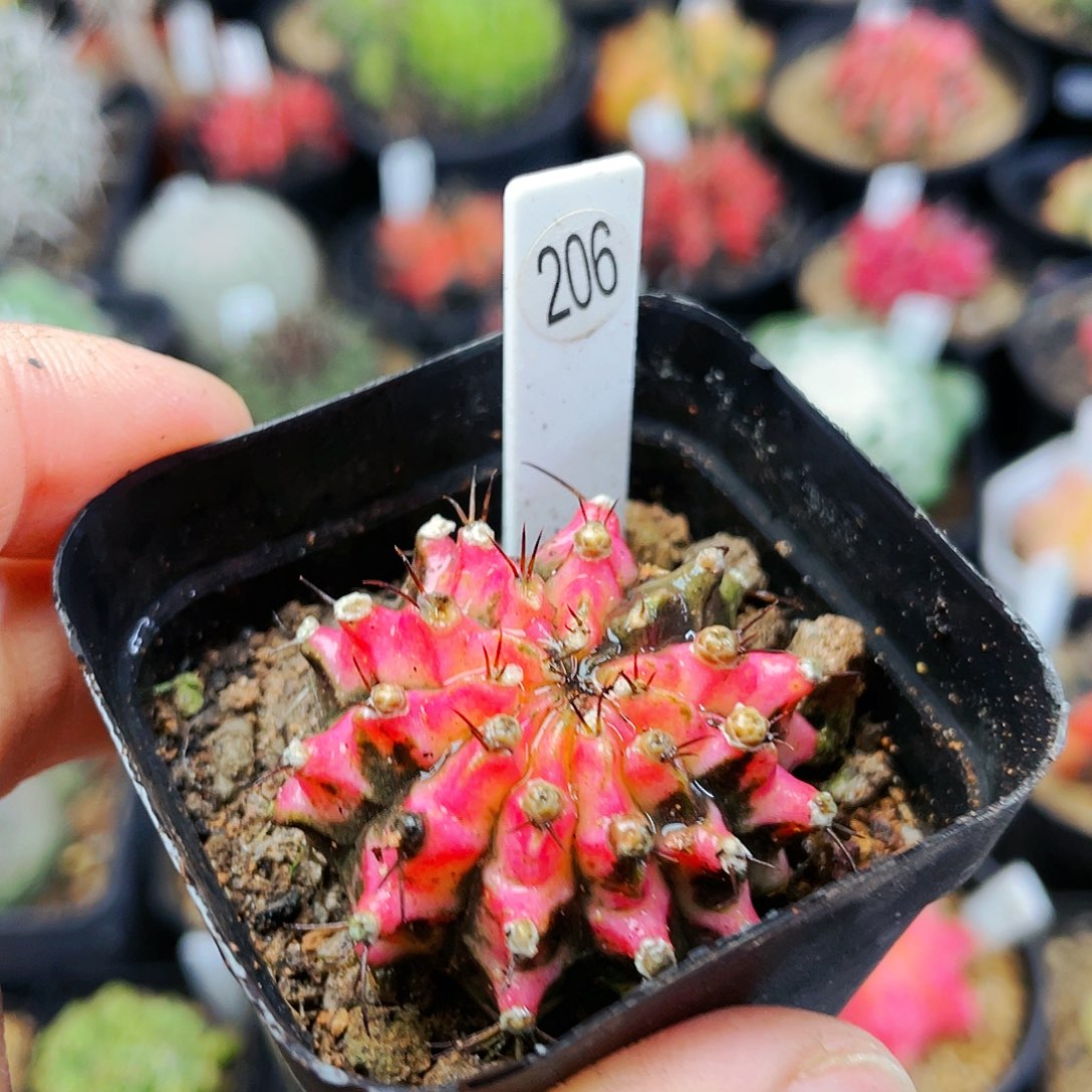 花蝴蝶非偏远地区满25包邮发货仙人球