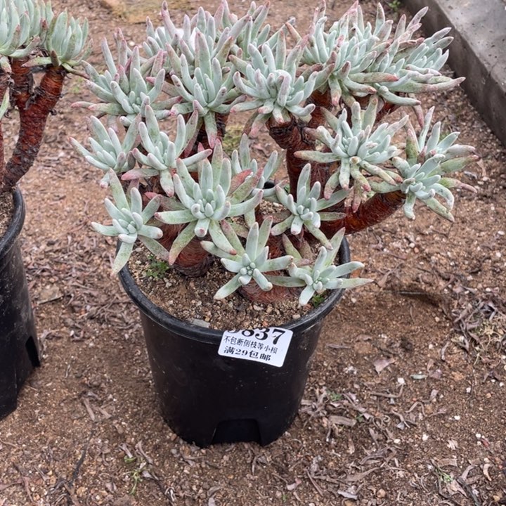一***?837号白鹭多肉植物