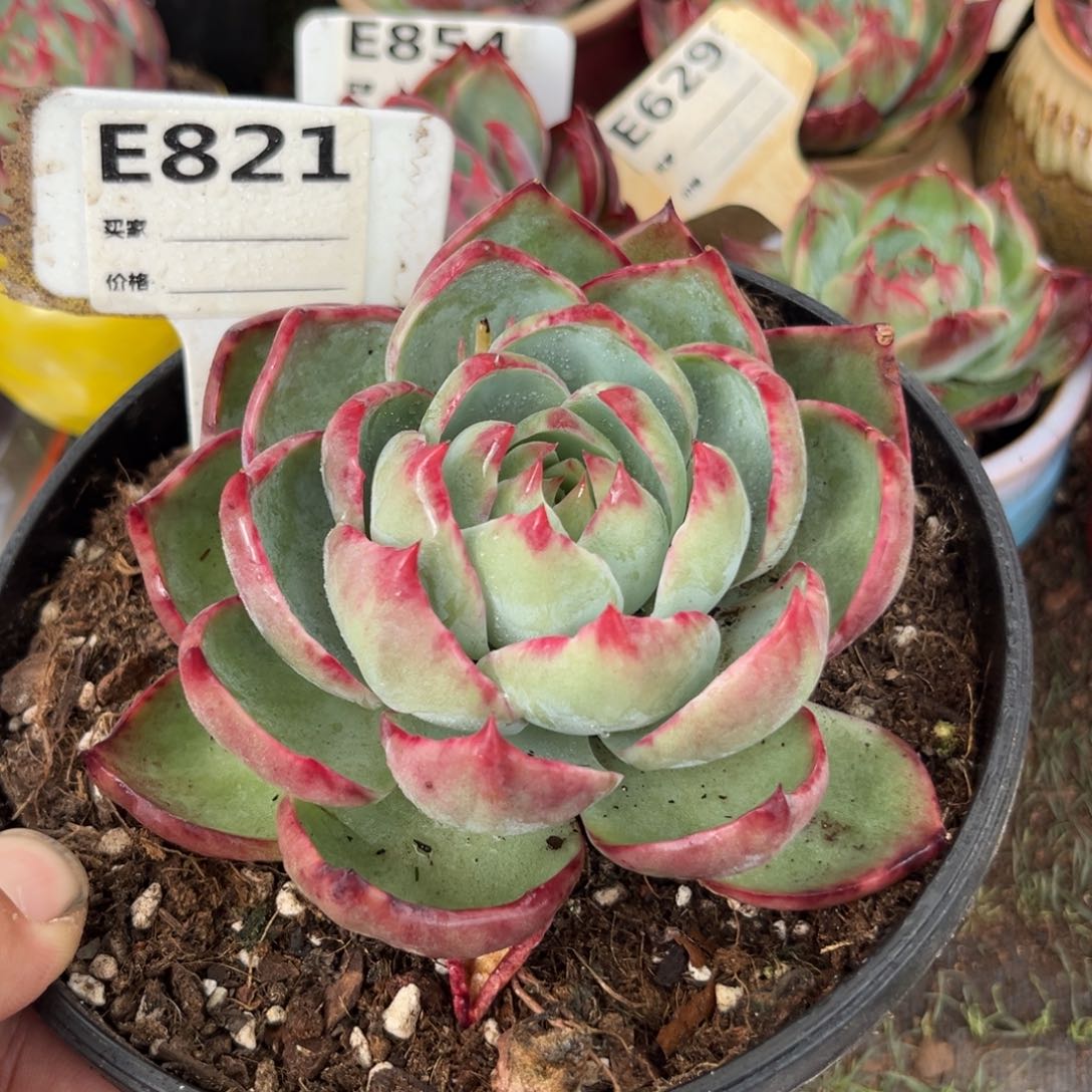 惊鸿一瞥821号多肉