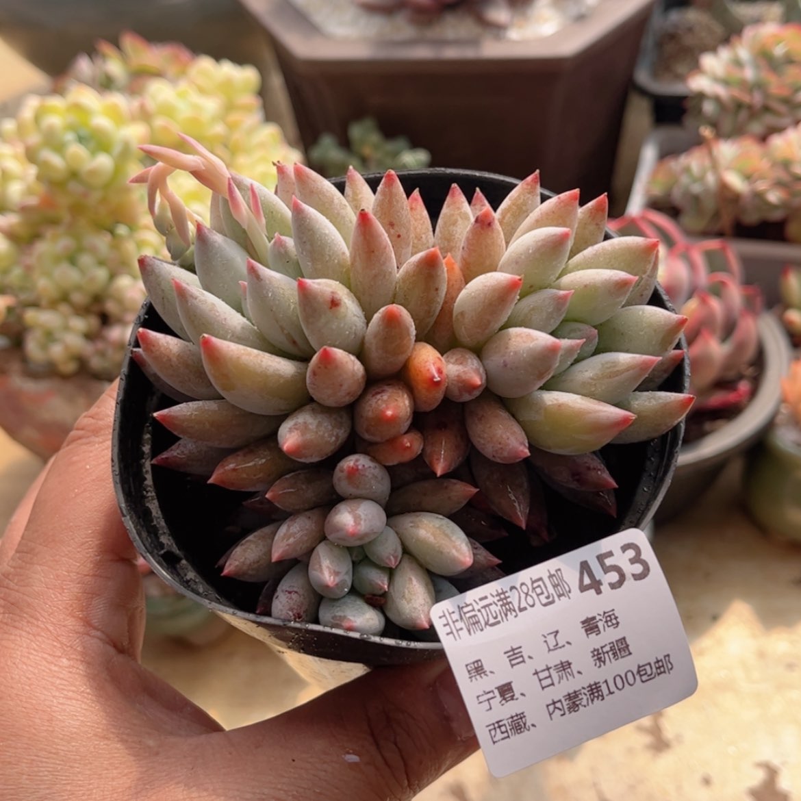 【闪购商品】453所罗门