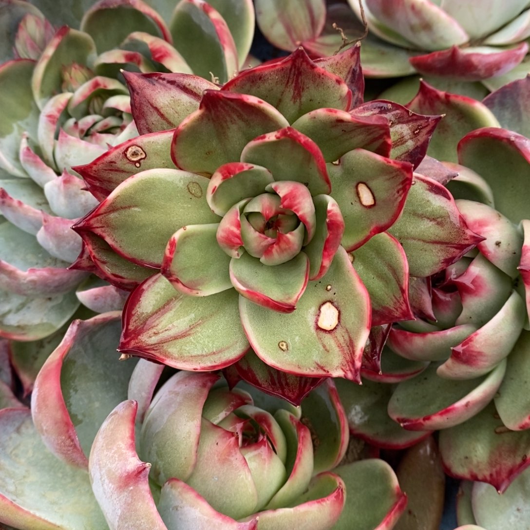 十***一      66。       