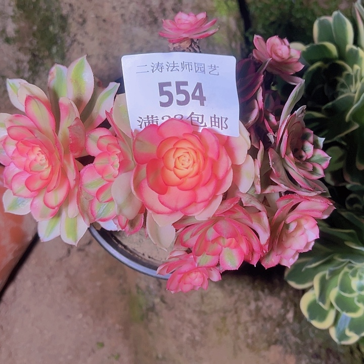 554倾城多肉植物老桩