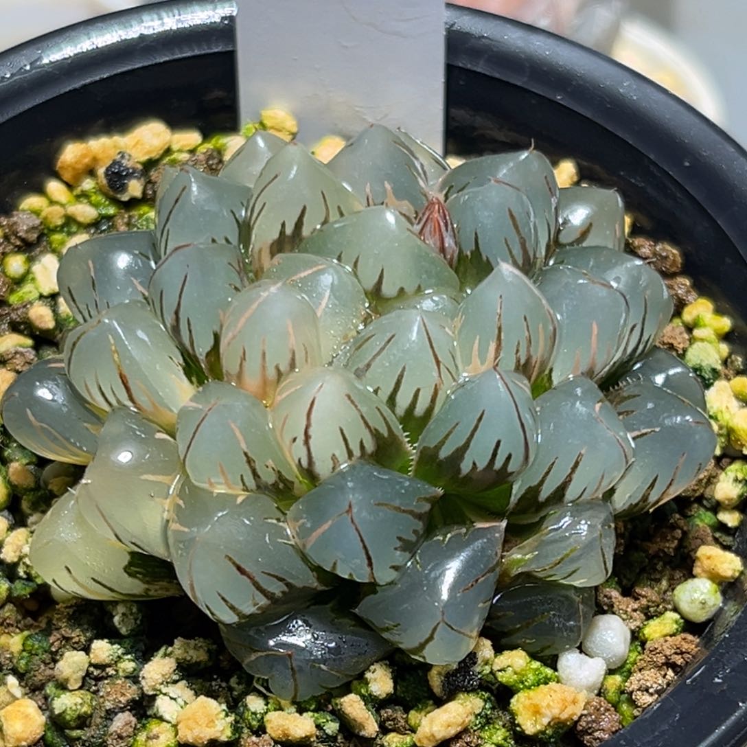 汇***暖恭喜发财大吉大利0097水中月