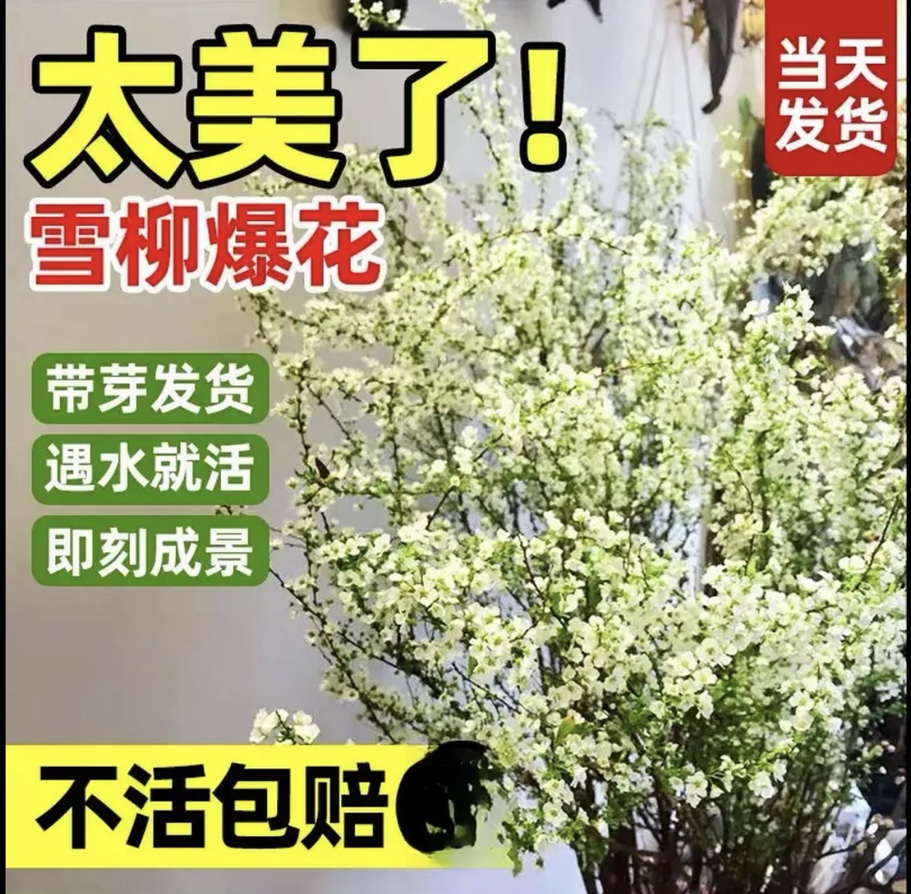 【带芽点SSS级买10枝送10枝】年宵花耐寒干枝水养雪柳遇水插花水培