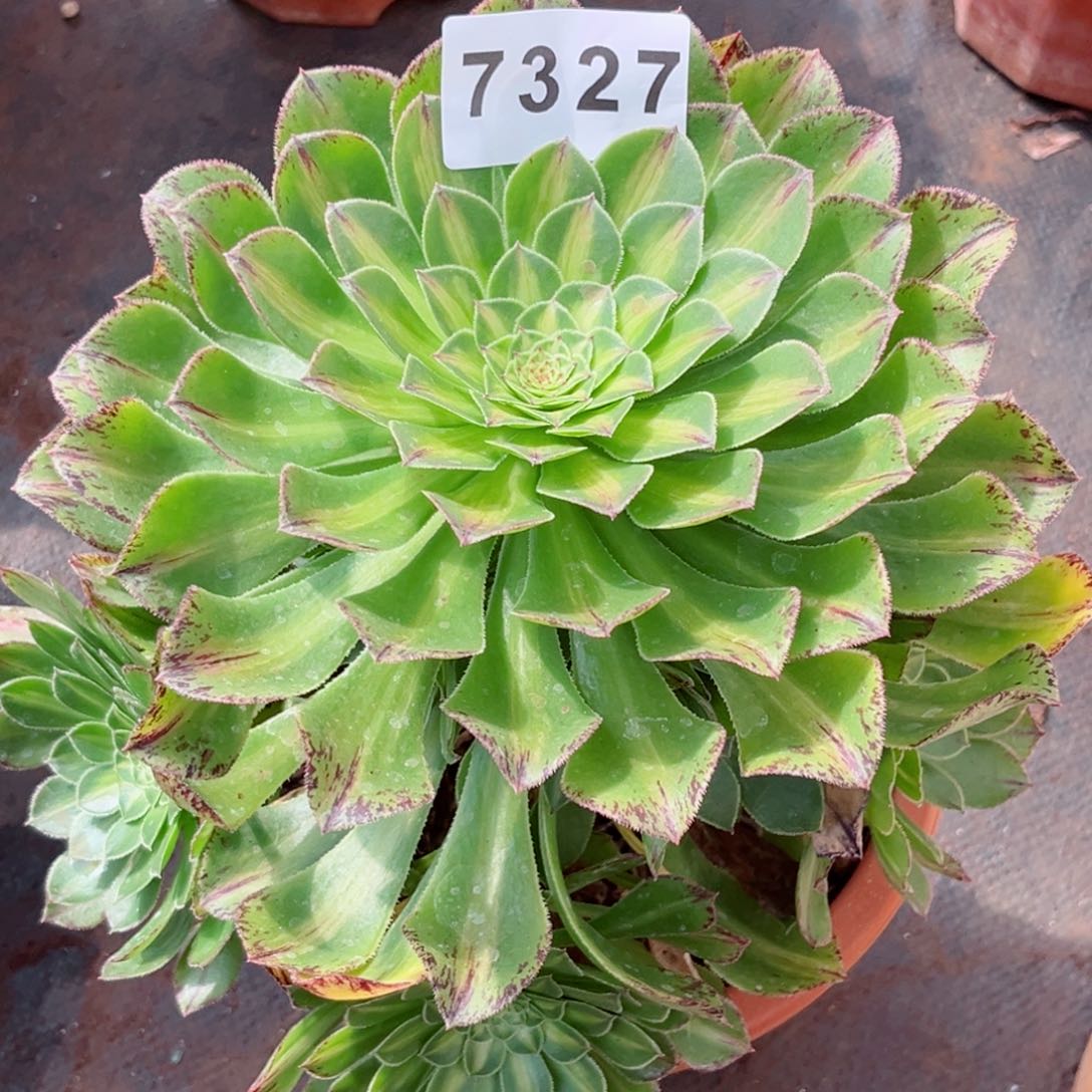 知否多肉发货发货