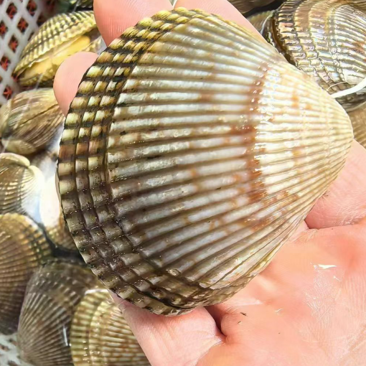 鲜活大连鸟贝500克