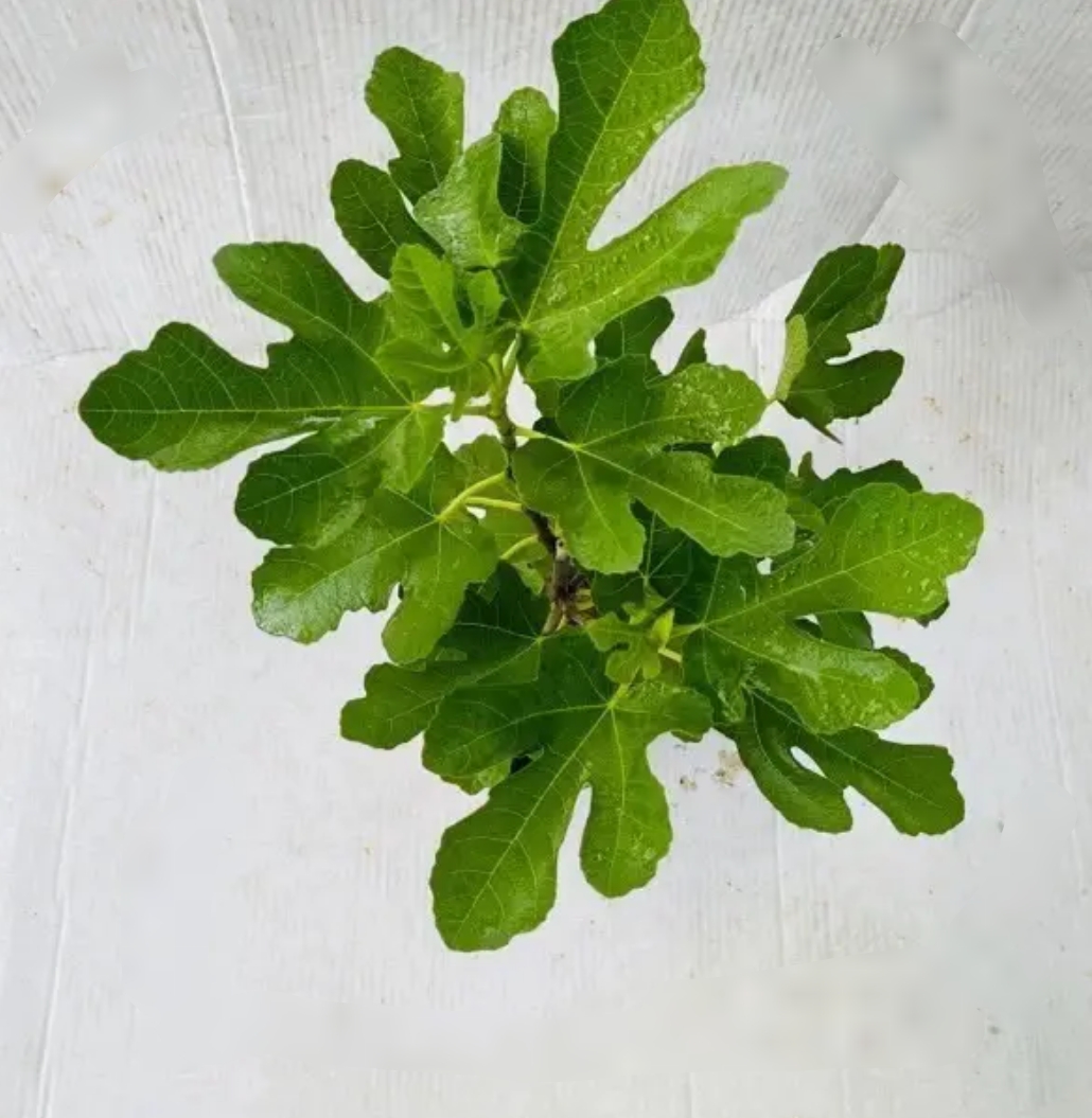枝条盆栽地栽均可绿植花卉容易养