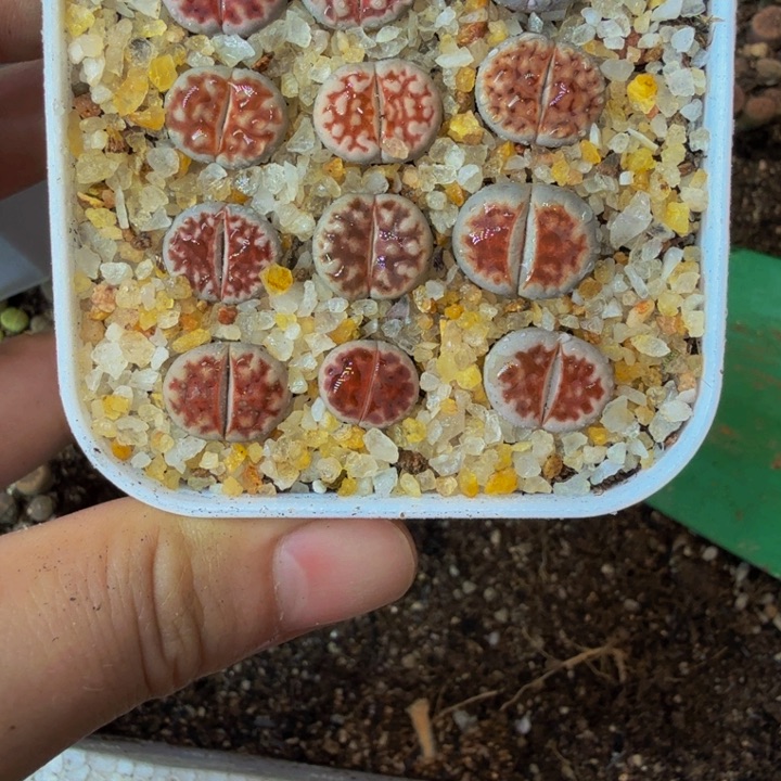 *️****多肉植物的生长发育378