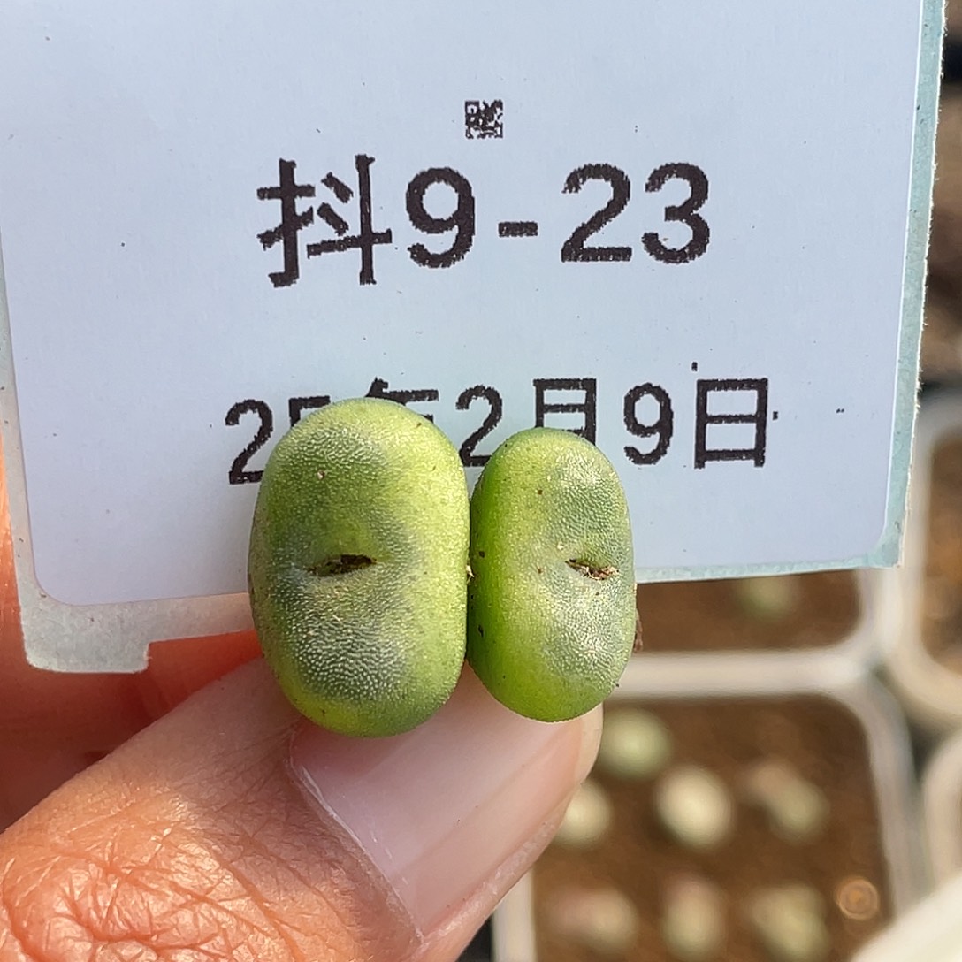 9-23水晶鞋多肉植物