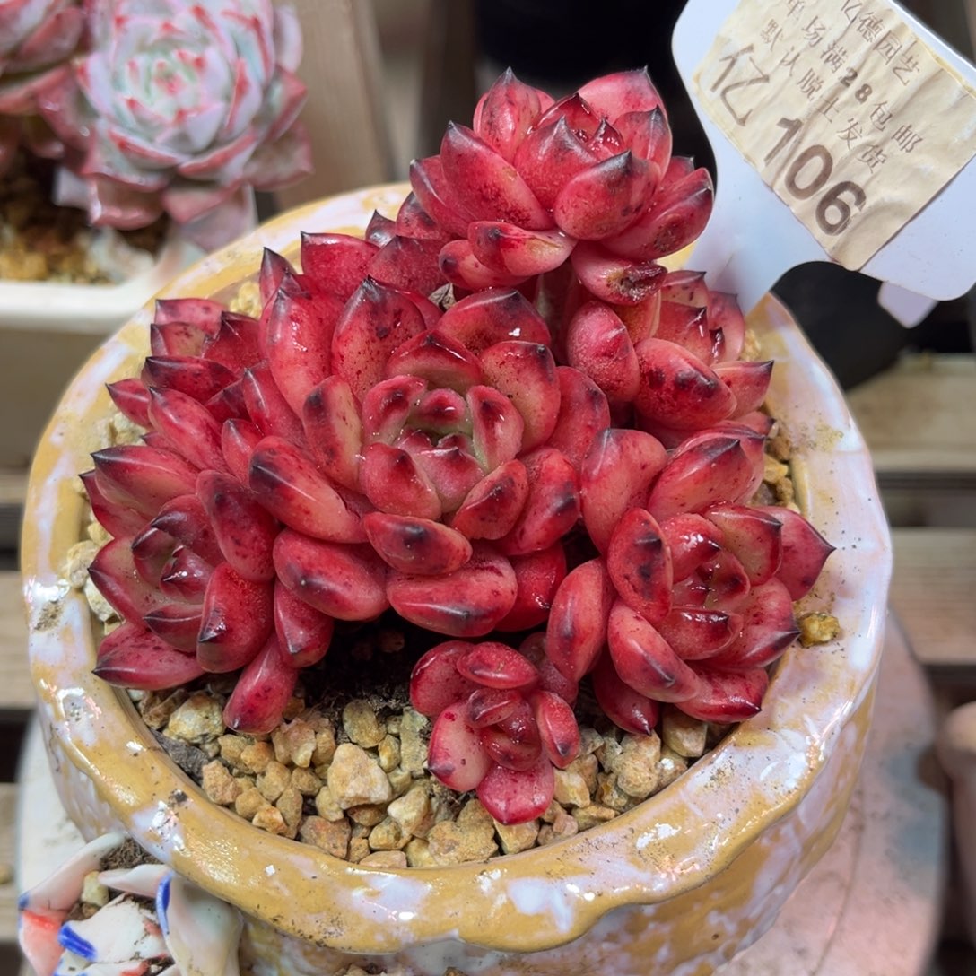 TM多肉植物ruciyajunvnv