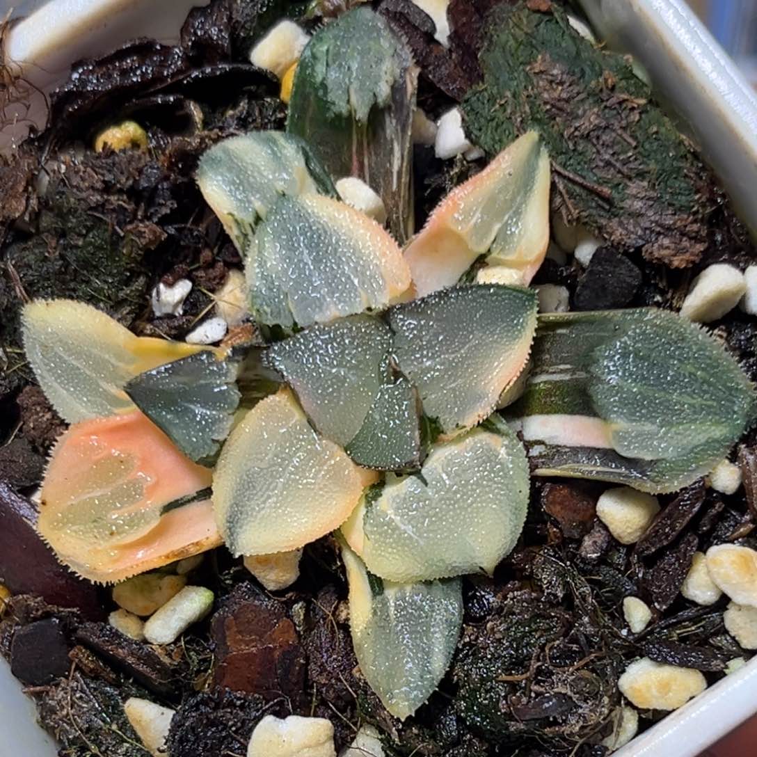 恭喜发财大吉大利732