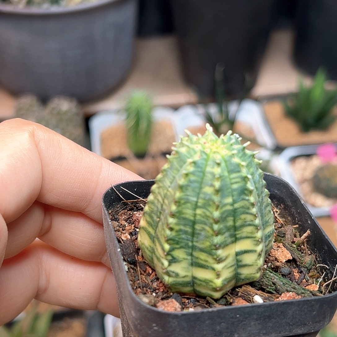 自根布纹球散斑锦