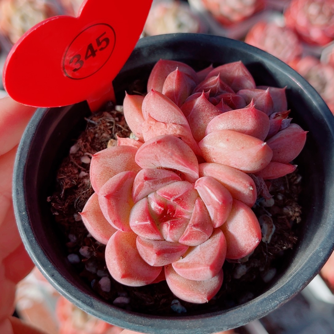 昱***语345号小老桩珍妮双头