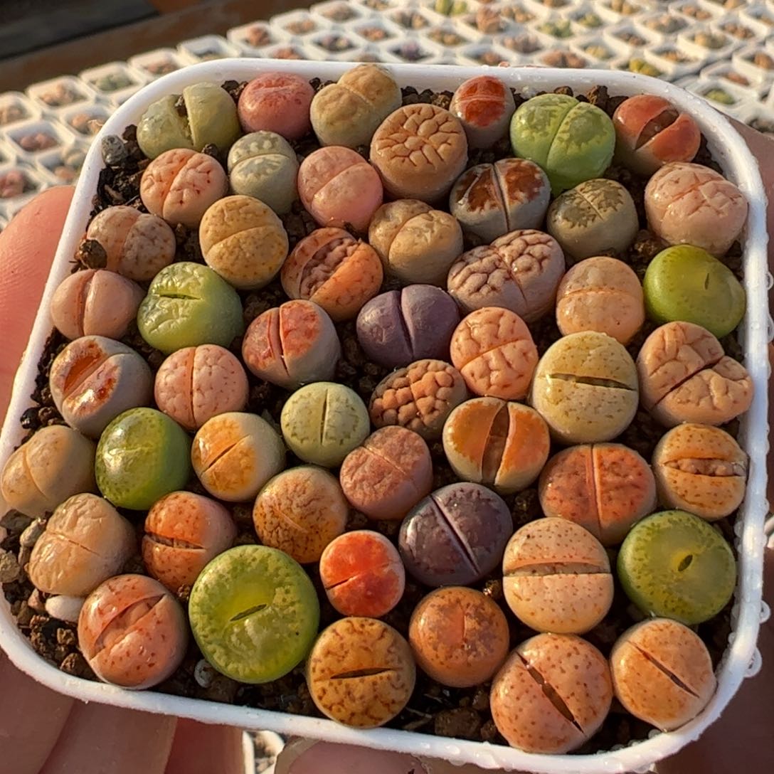 一组40棵左右多肉植物百科