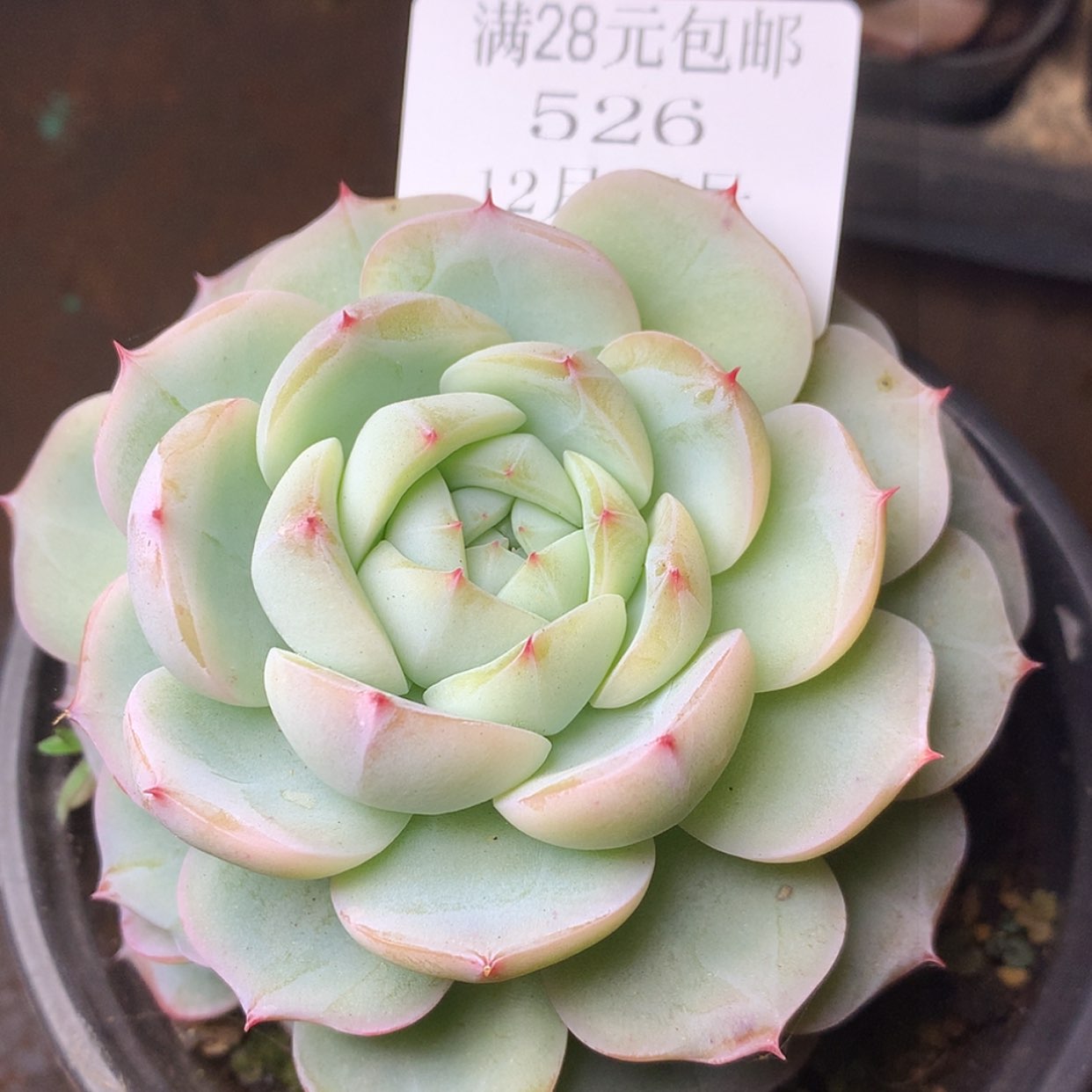 【闪购商品】云526号