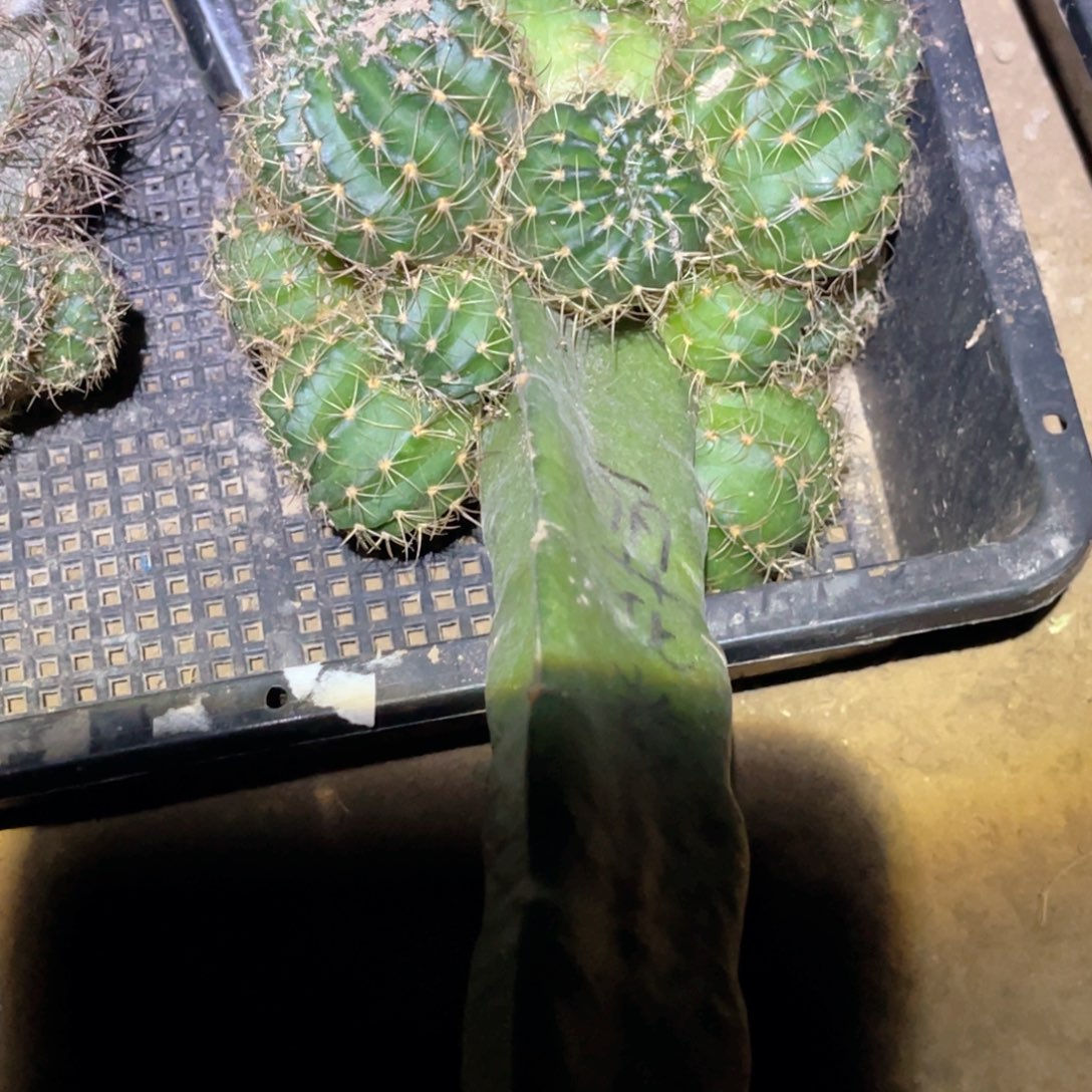 布****红拉丝 嫁接 无根 群 