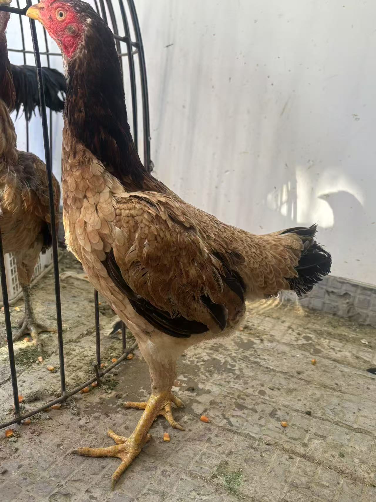 母鸡成年母鸡炖汤 包冰率不含冰