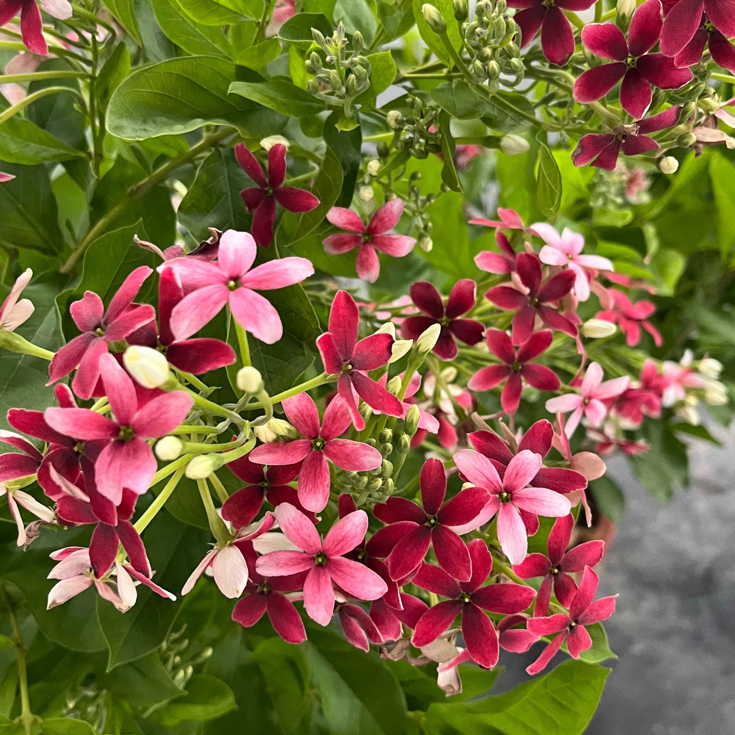 使君子耐高温浓香花卉盆栽水君子四季开花爬藤植物庭院阳台花园