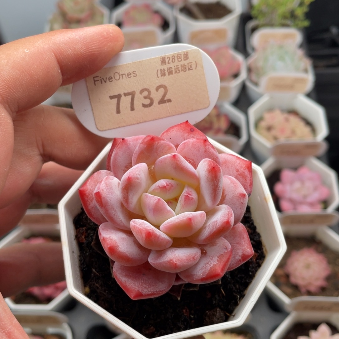 梦之蓝7732-5.5厘米