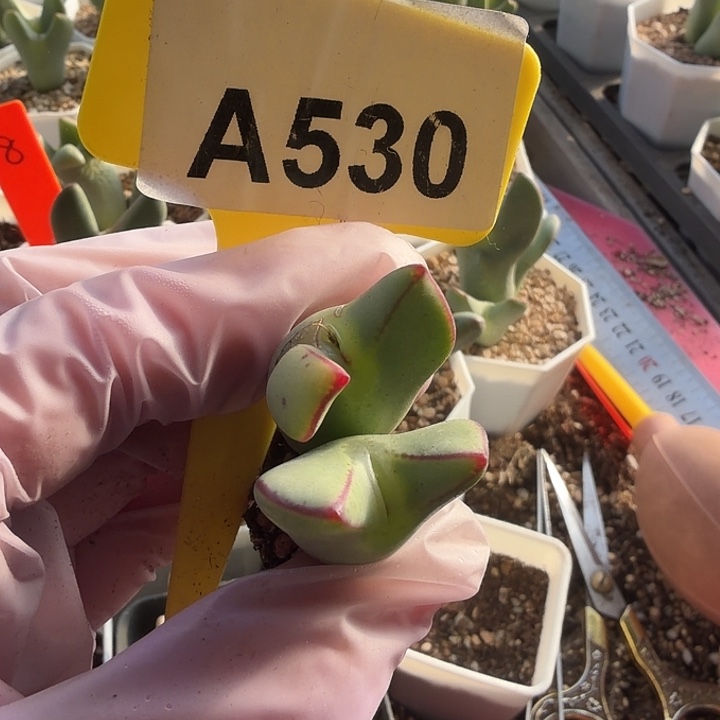 ****）530mmmmmmmmmmmmmmm