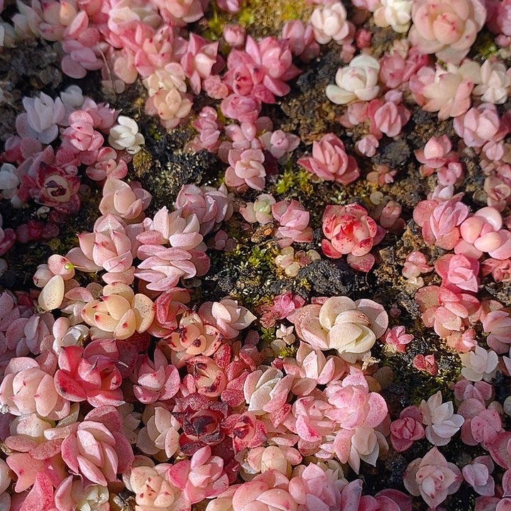 267 多肉植物盆栽花卉植物