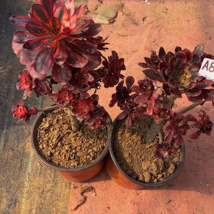 香奈而2颗多肉植物803.
