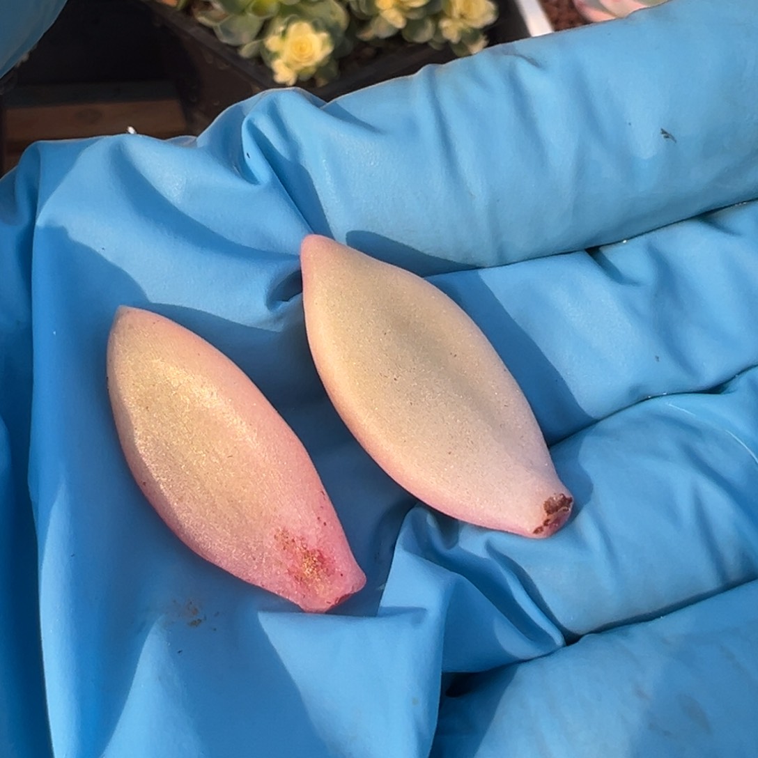 红蜻蜓锦，覆轮锦叶子两片