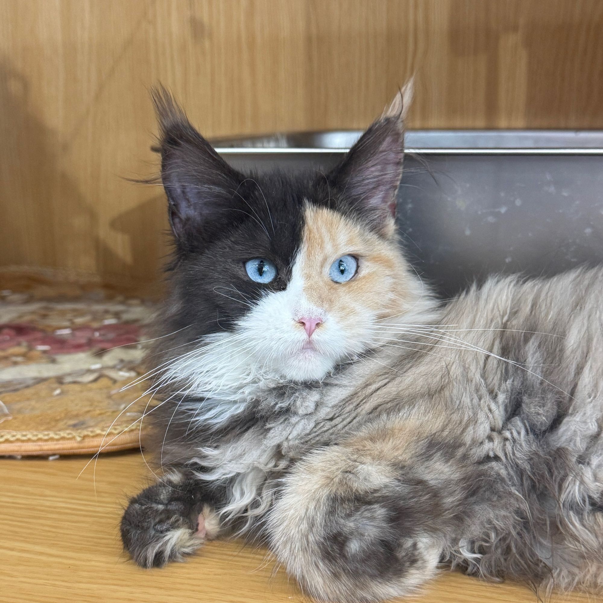 来了姊妹-蓝乳三花缅因猫 妹妹 1155