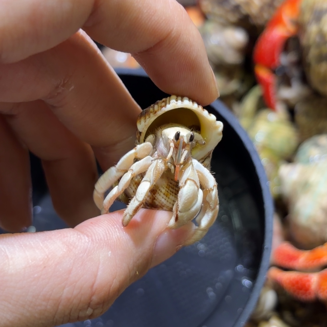 活体寄居蟹 不退不换 17