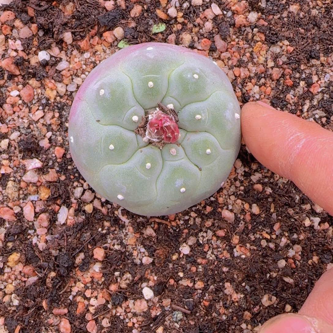 K***n块根植物块块根植物