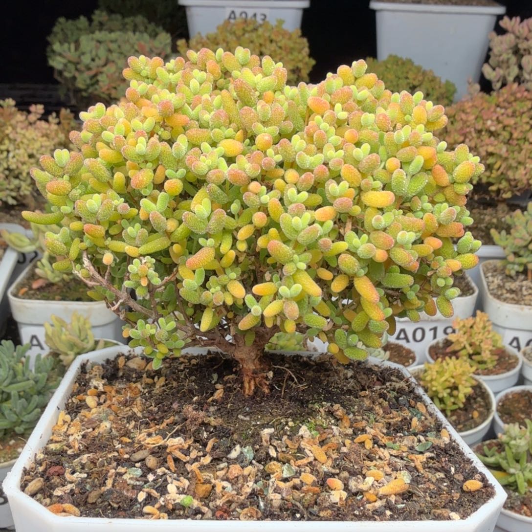 A087蜜橘开播福利