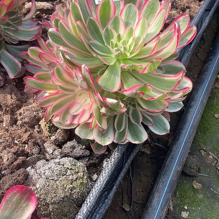 多肉法师多肉法师012