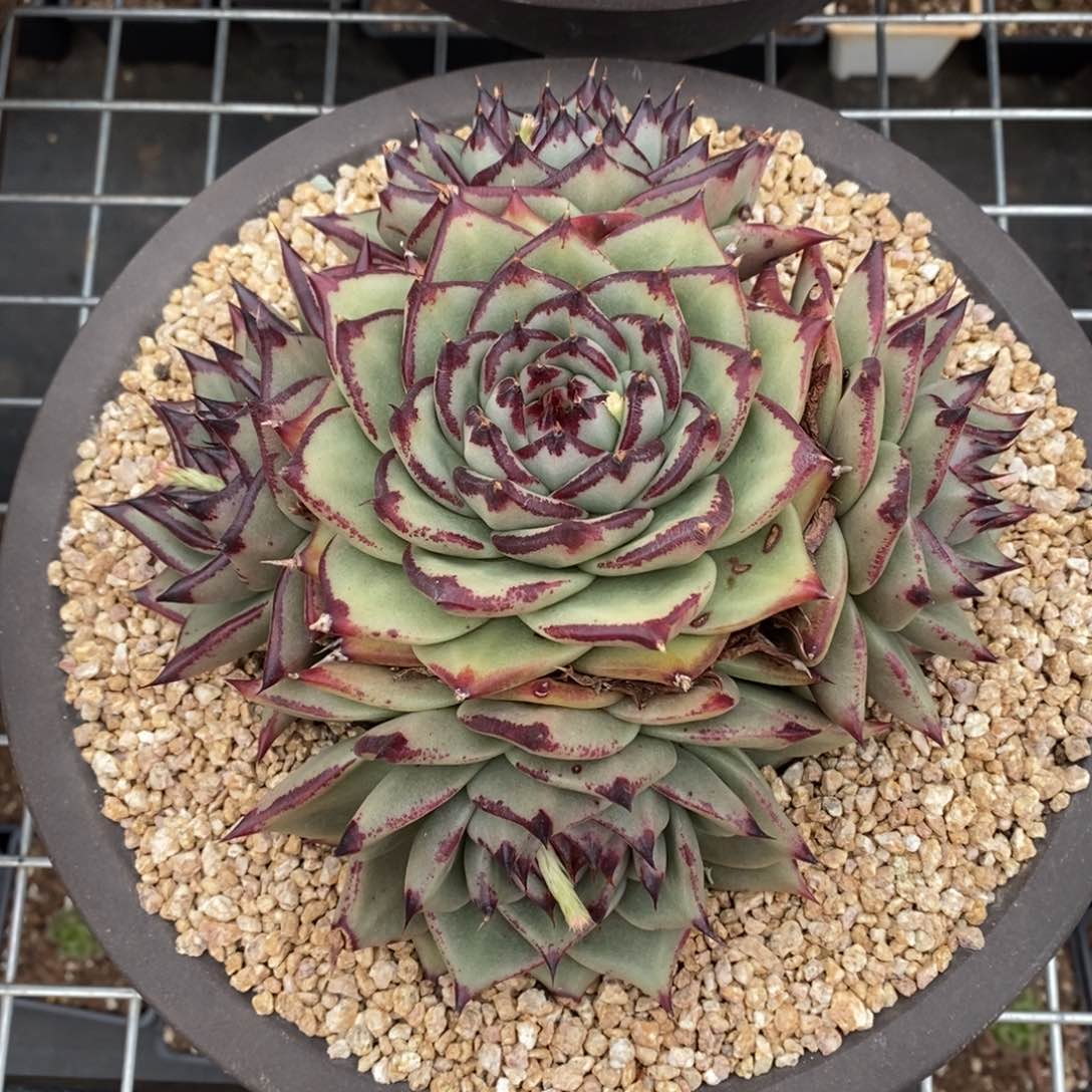 一****肉多肉植物多肉植物1508