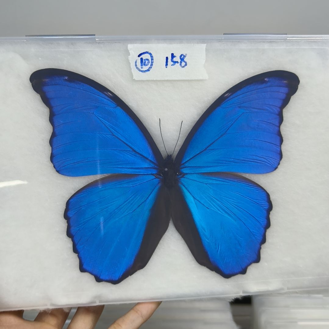 真蝴蝶标本一物一拍10号