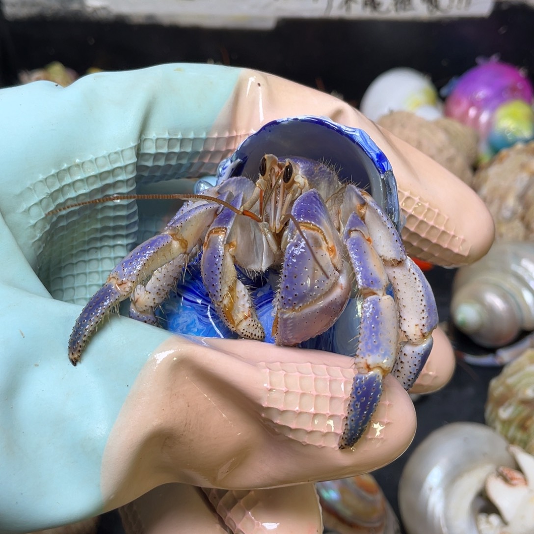 10号，2.5口紫陆寄居蟹