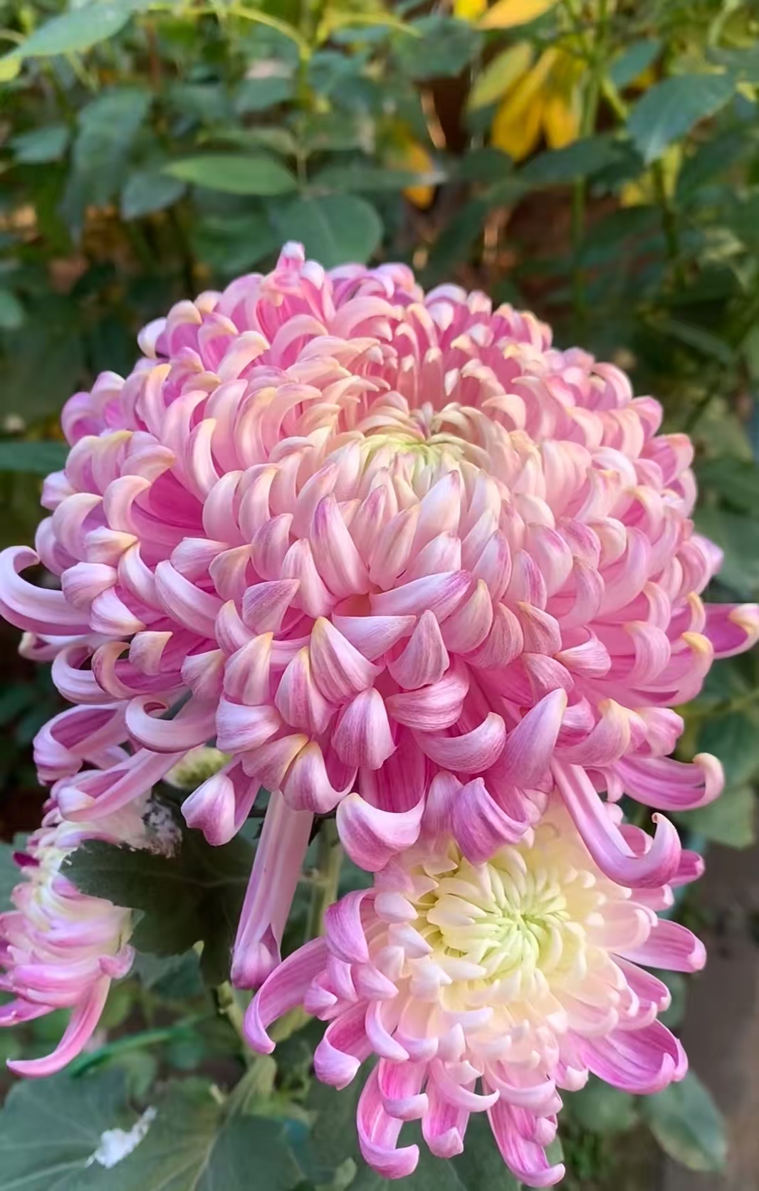 【花苞发货】[国华圣者]九月菊花苗大型花好养护简单耐寒耐旱