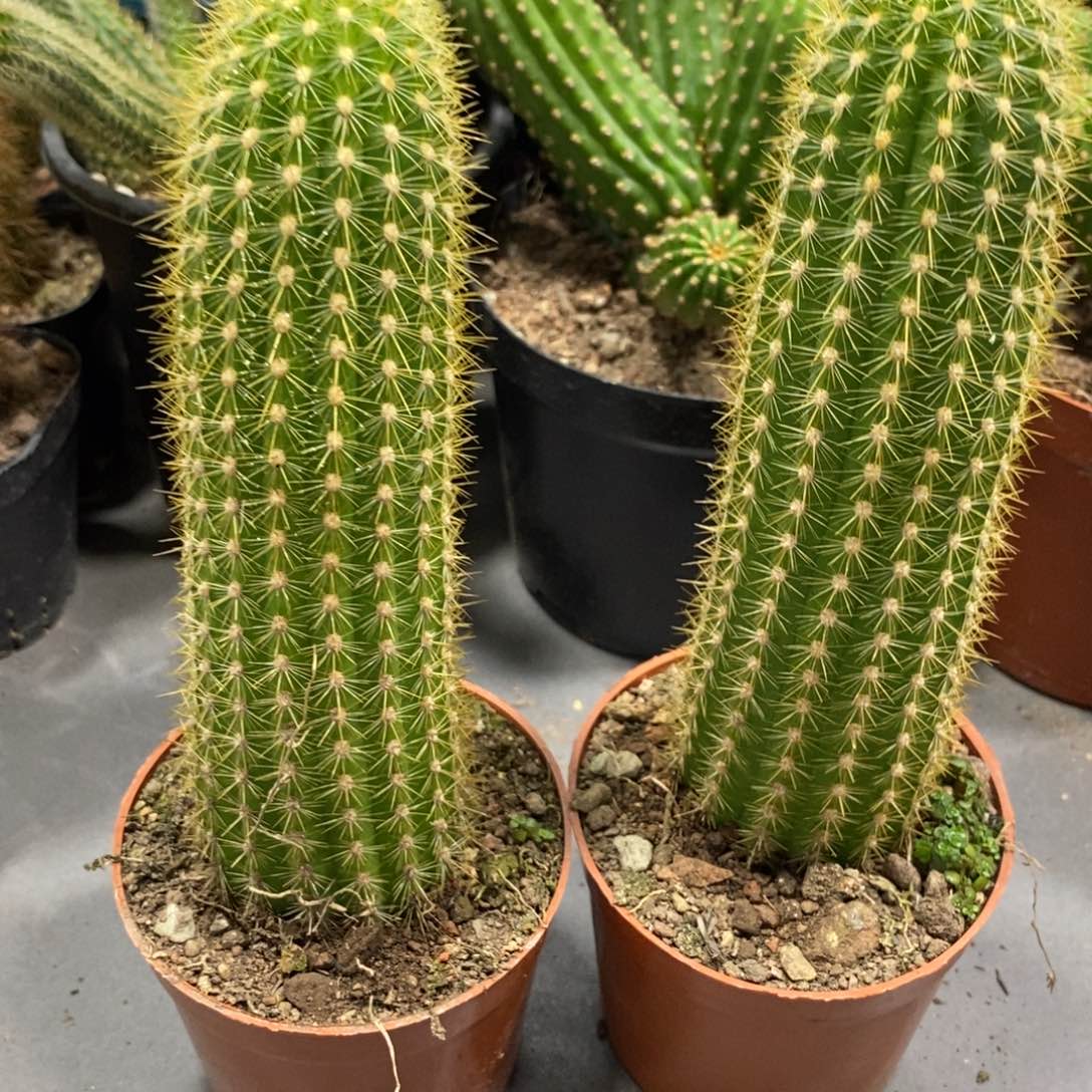 奥拓金妞一杯保15公分