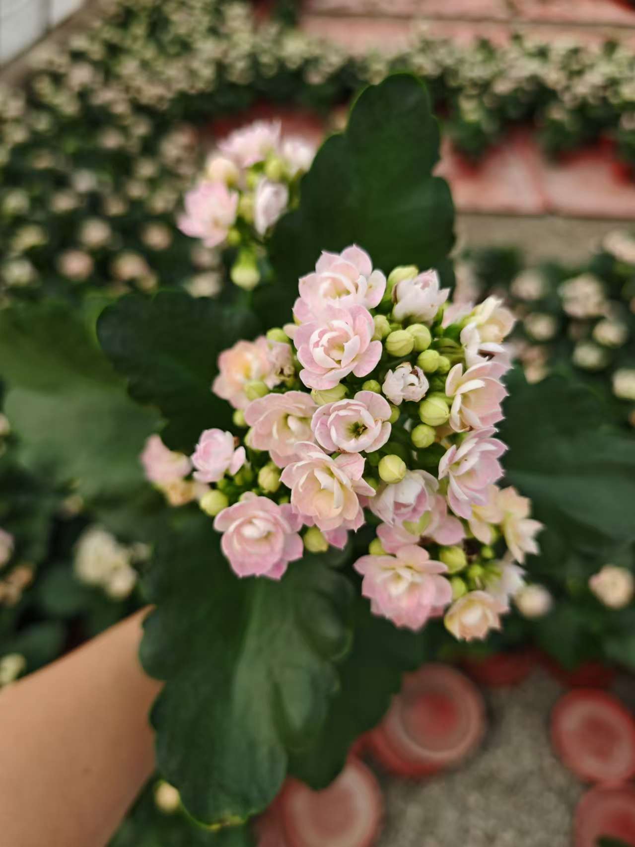 重瓣长寿花盆栽带花苞发货四季开花室内阳台好养花卉绿植