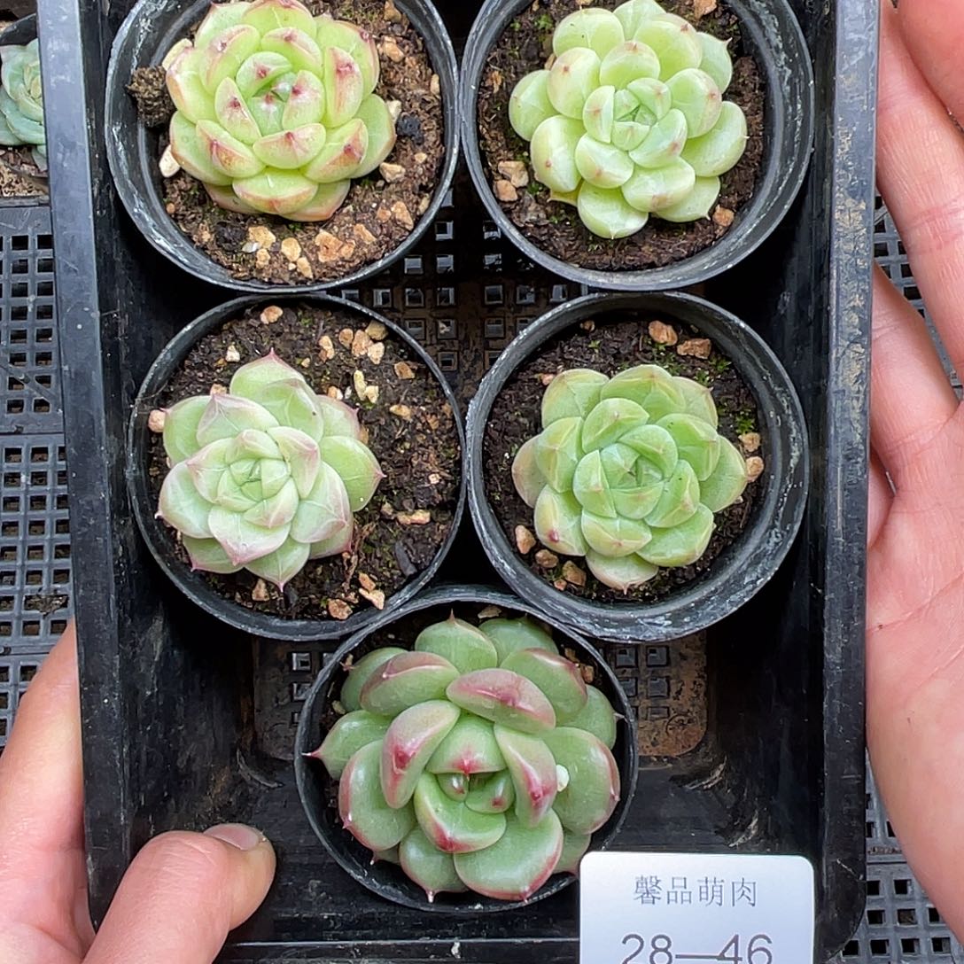 多肉一物一拍28-46