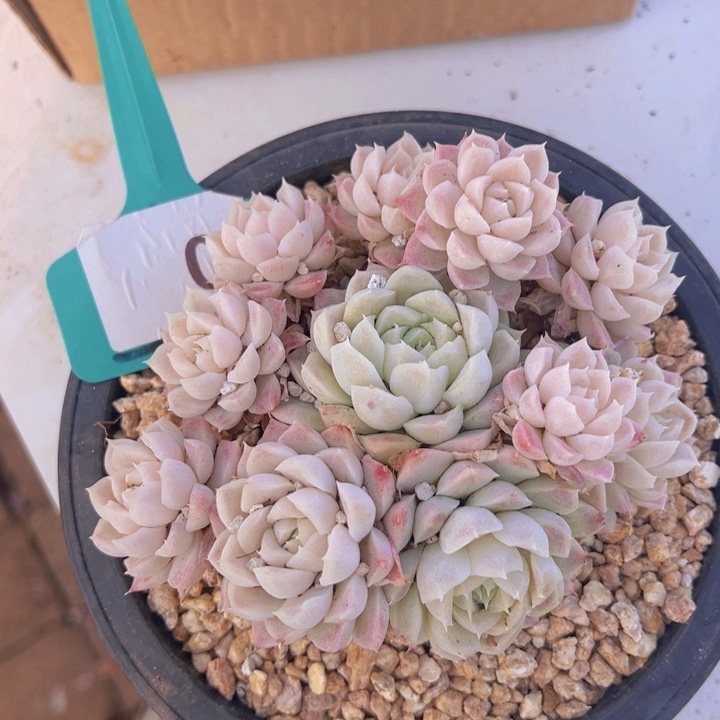 健健康康平平安安