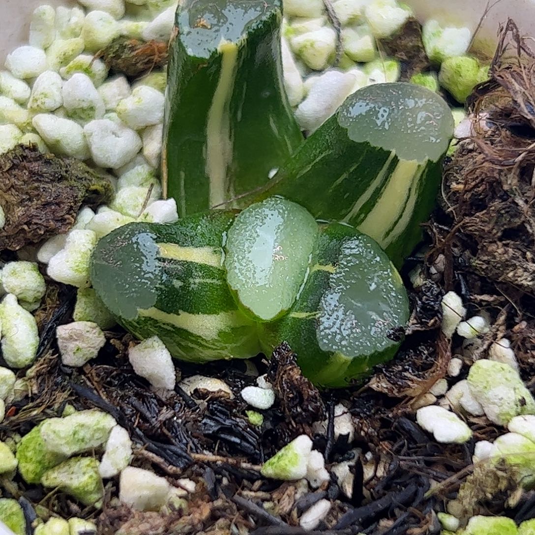 ms9锦十二卷多肉植物