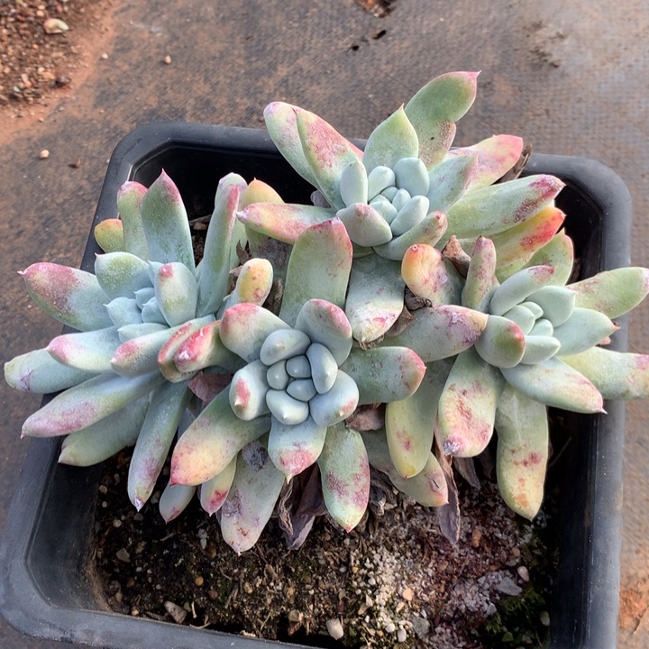 拇指，2月8日发货