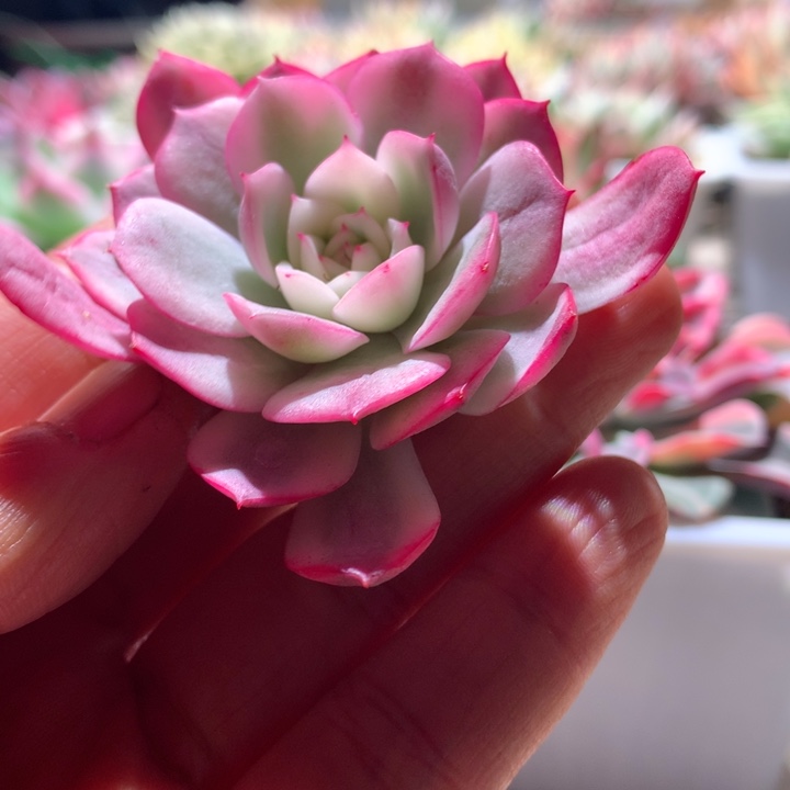 粉水晶白覆轮锦砍头